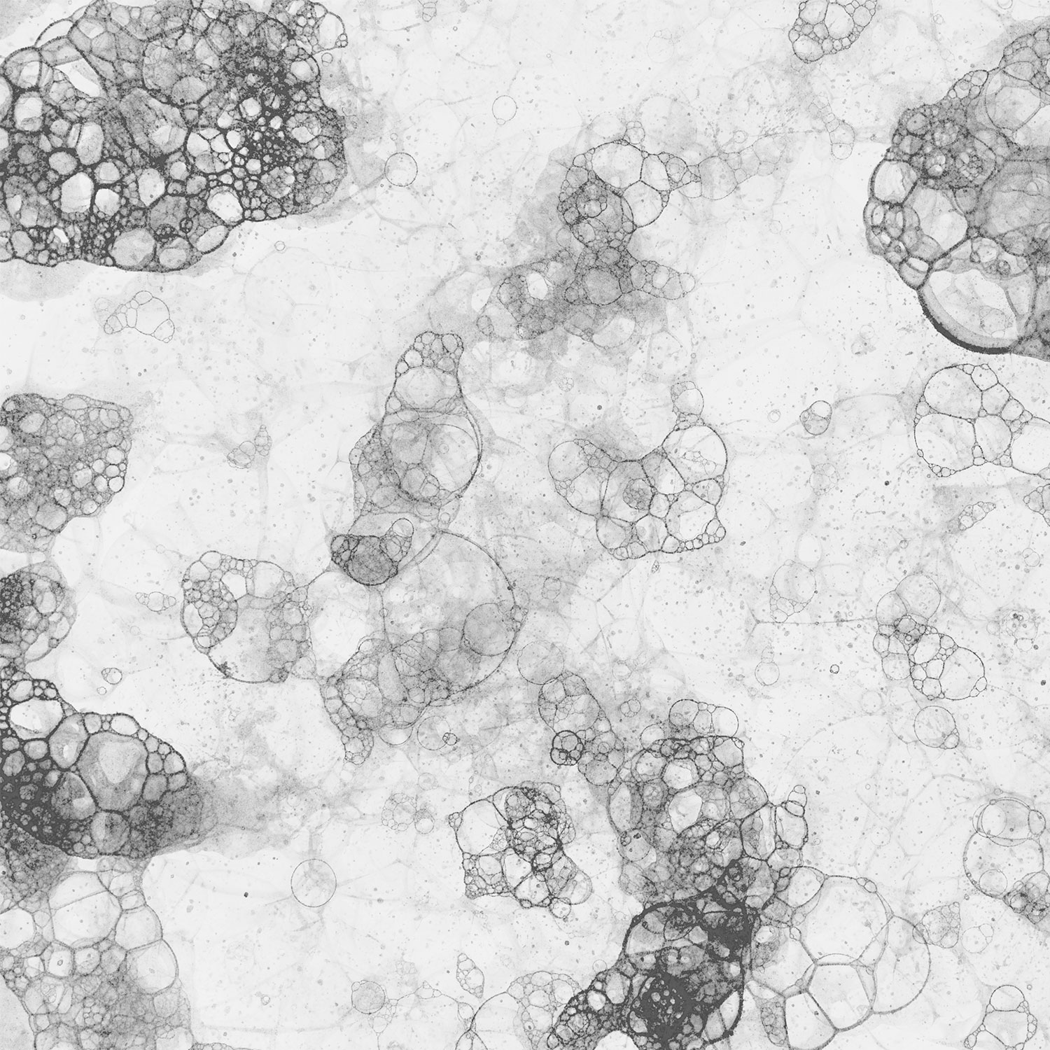 How to Prevent and Remove Mold in Your Sink: Essential Tips for a Clean and Healthy Kitchen